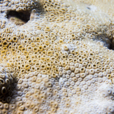 Abama Cave Coral Detail