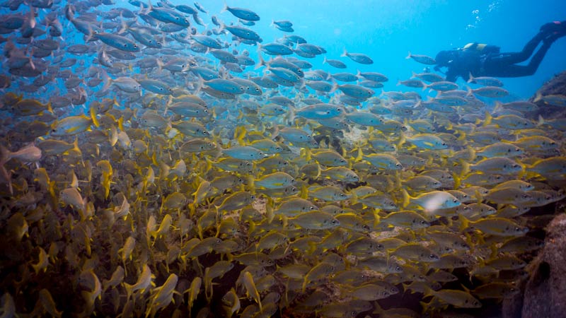 Los Abrigos Dive Site Fish and Diver