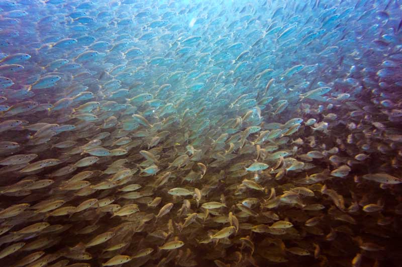 Los Abrigos Dive Site Fish
